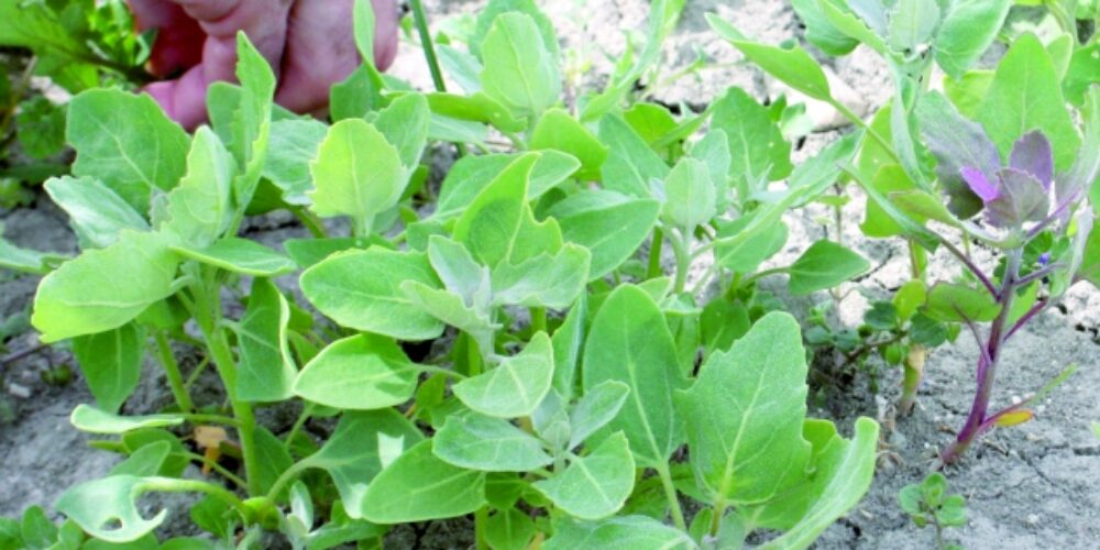 La quinoa, ¿un nuevo cultivo con posibilidades de futuro?